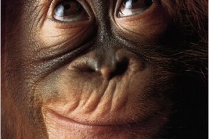 Mono sapiens