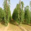 O cultivo de lúpulo en España está sufrindo un forte retroceso O cultivo de lúpulo en España está sufrindo un forte retroceso