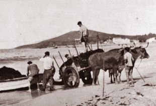 Traballando na praia de Canido. Foto IEM Traballando na praia de Canido. Foto IEM